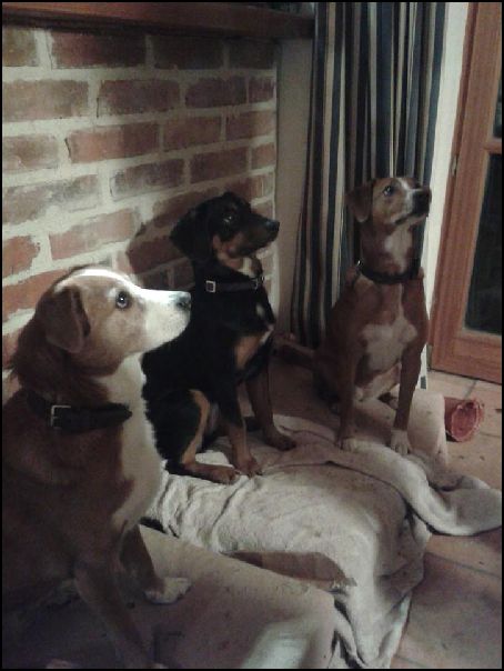 Sidney, Selli (6 Monate) und Binki