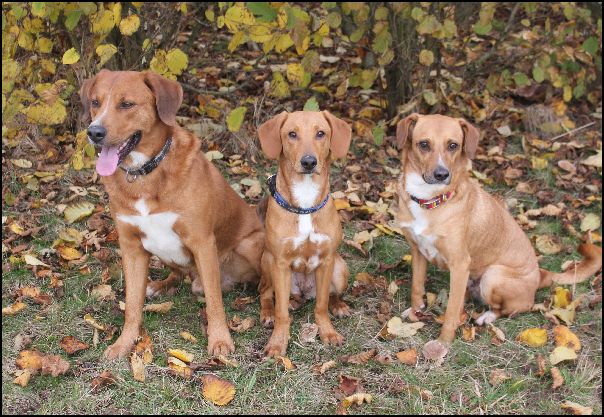 Barny, Abby und Carina 