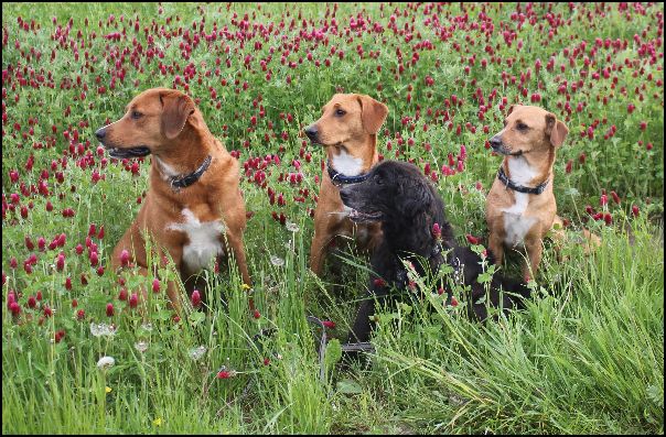 Barny, Abby, Ronny und Carina